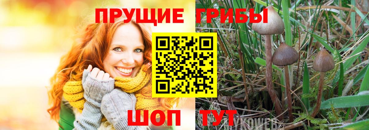 Галлюциногенные грибы Psilocybe Асбест